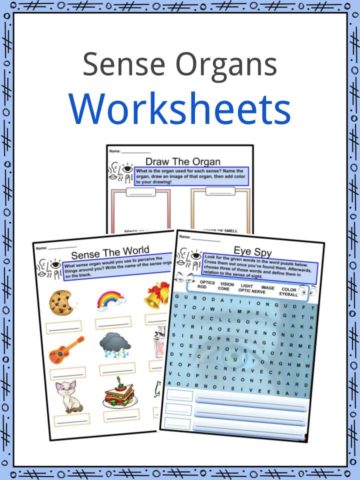 Sense Organs Worksheets