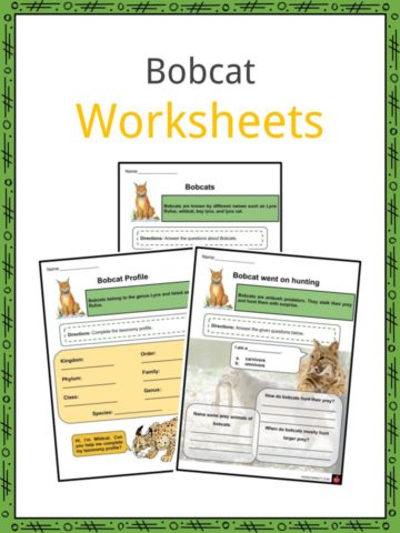 Bobcat Worksheets