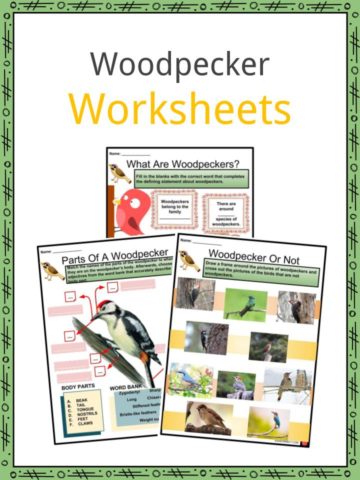 Woodpecker Worksheets