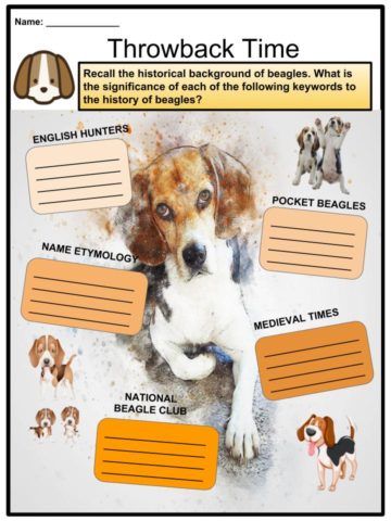 beagle puppy checklist