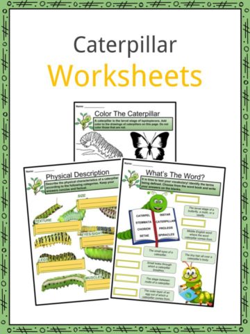 Caterpillar Worksheets