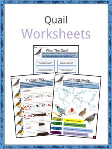 Quail Worksheets