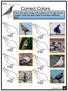 quail facts worksheets habitat diet