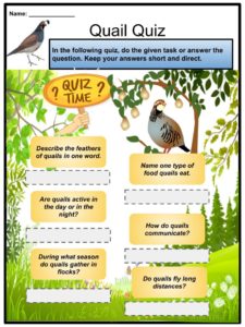 quail facts quails habitat diet