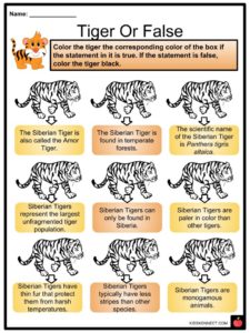 tiger siberian tigers facts kids worksheets
