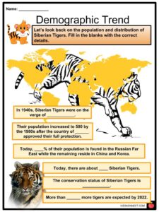 tiger siberian worksheets
