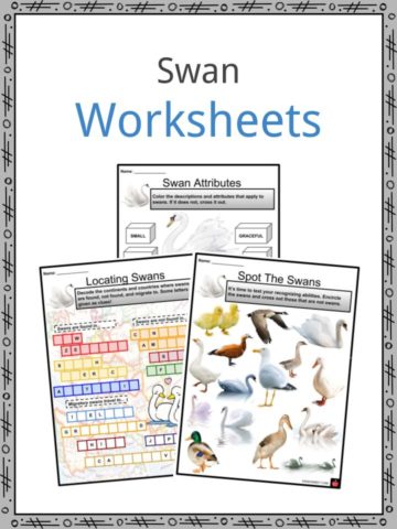 Swan Worksheets
