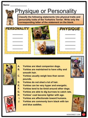 Yorkshire Terrier Facts, Worksheets, Origins, Features & Personality Kids