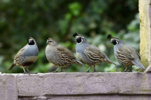 quail quails facts kids breeders poultry turn habitat birds magazine breeding