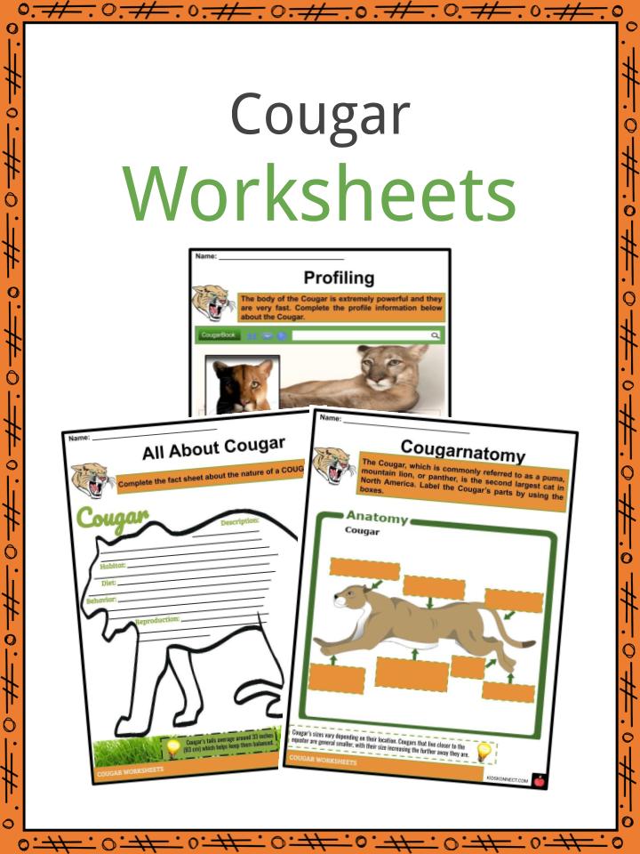 Cougar Facts, Worksheets, Physical Characteristic & Anatomy For Kids