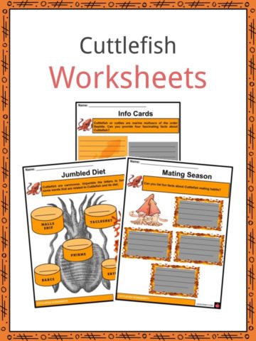 Cuttlefish Worksheets