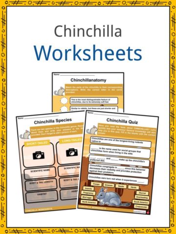 Chinchilla Worksheets