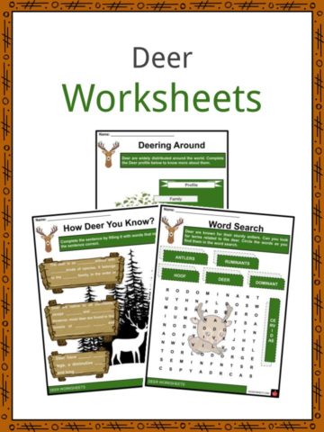 Deer Worksheets