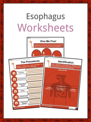 Esophagus Worksheets