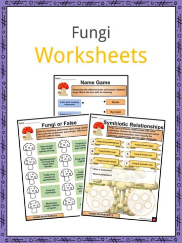 Fungi Worksheets
