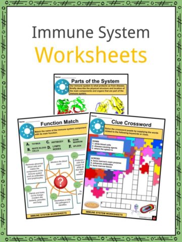Immune System Worksheets