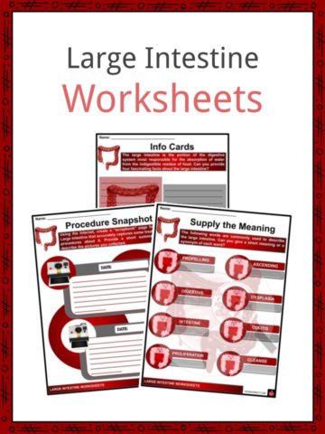 Large Intestine Worksheets