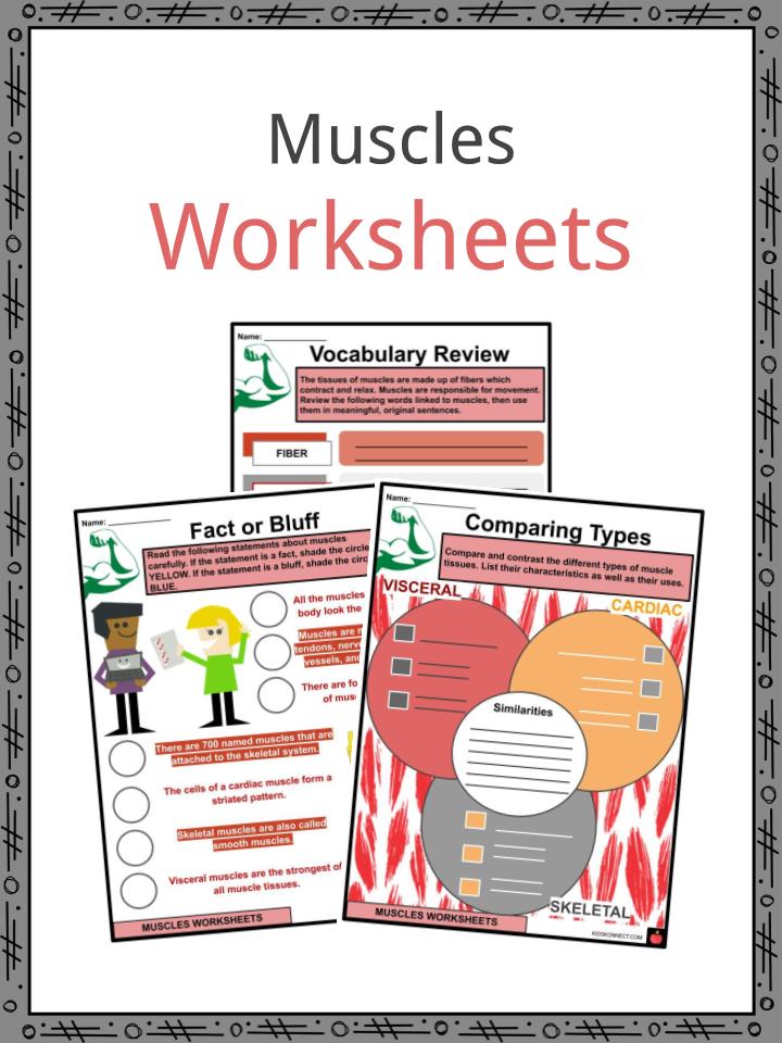 Muscles Facts, Worksheets, Number & Types For Kids
