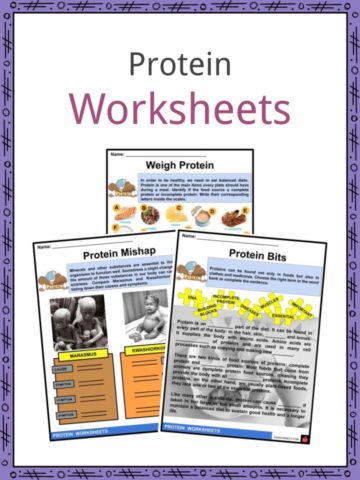 Protein Worksheets
