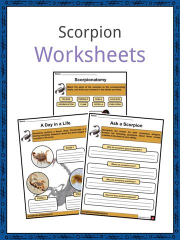 Scorpion Worksheets