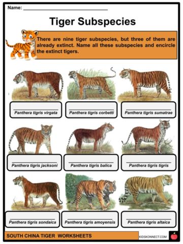South China Tiger Facts, Worksheets & Taxonomy For Kids