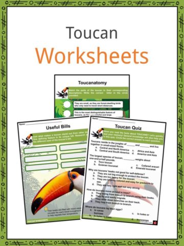Toucan Worksheets
