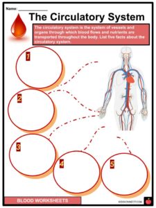 Blood Facts, Worksheets & Constitutes For Kids