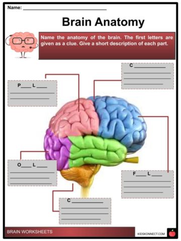 Brain Facts, Worksheets, Function & Development For Kids