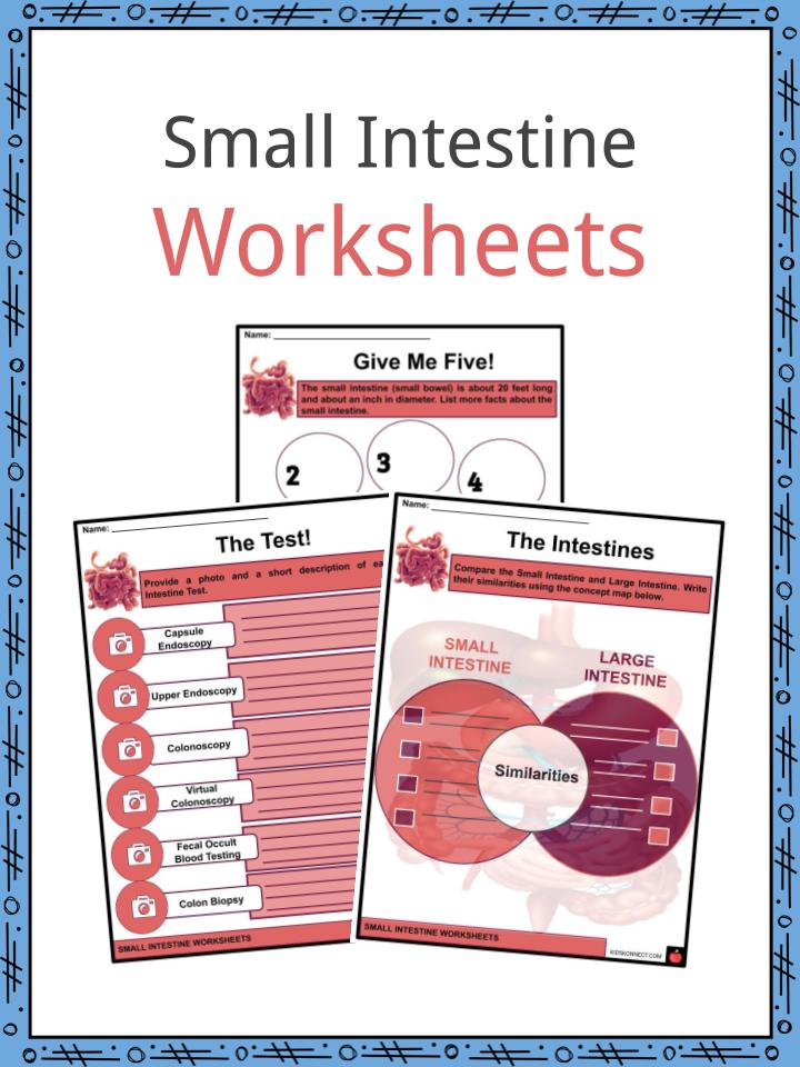 Small Intestine Worksheets