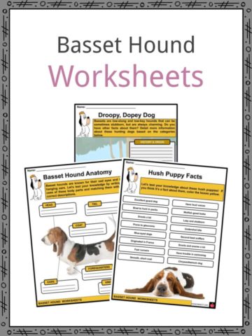Basset Hound Worksheets