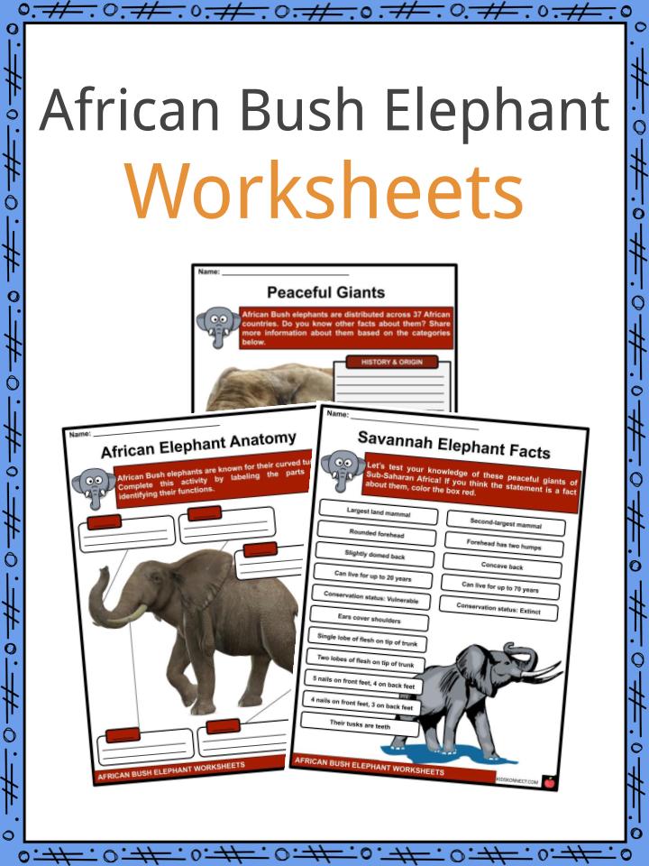 African Bush Elephant Facts, Worksheets & Taxonomy For Kids
