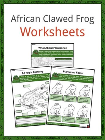 African Clawed Frog Worksheets