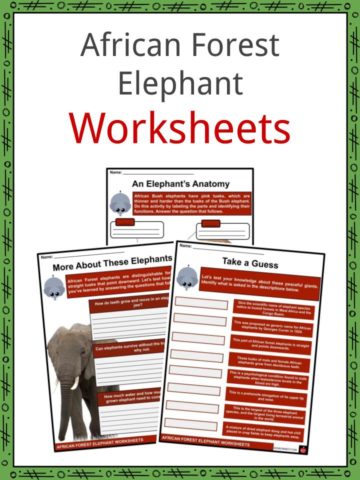 African Forest Elephant Worksheets