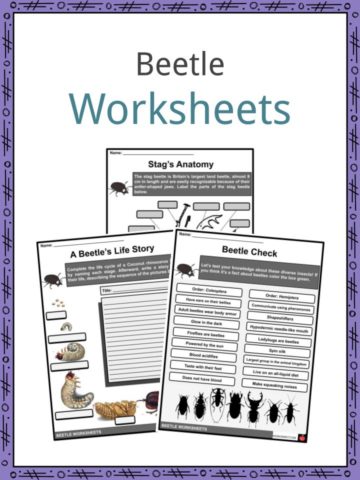Beetle Worksheets