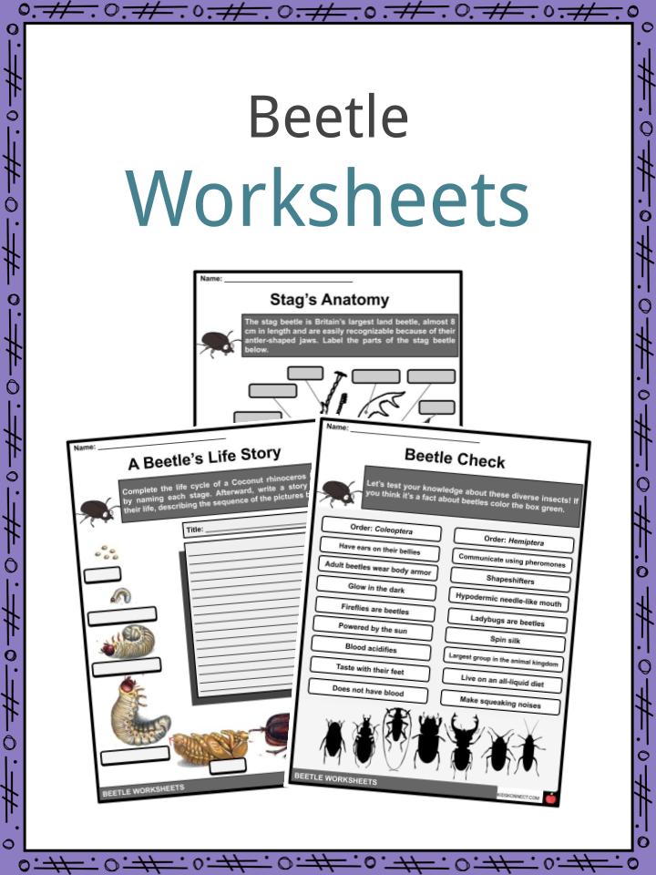Beetle Worksheets