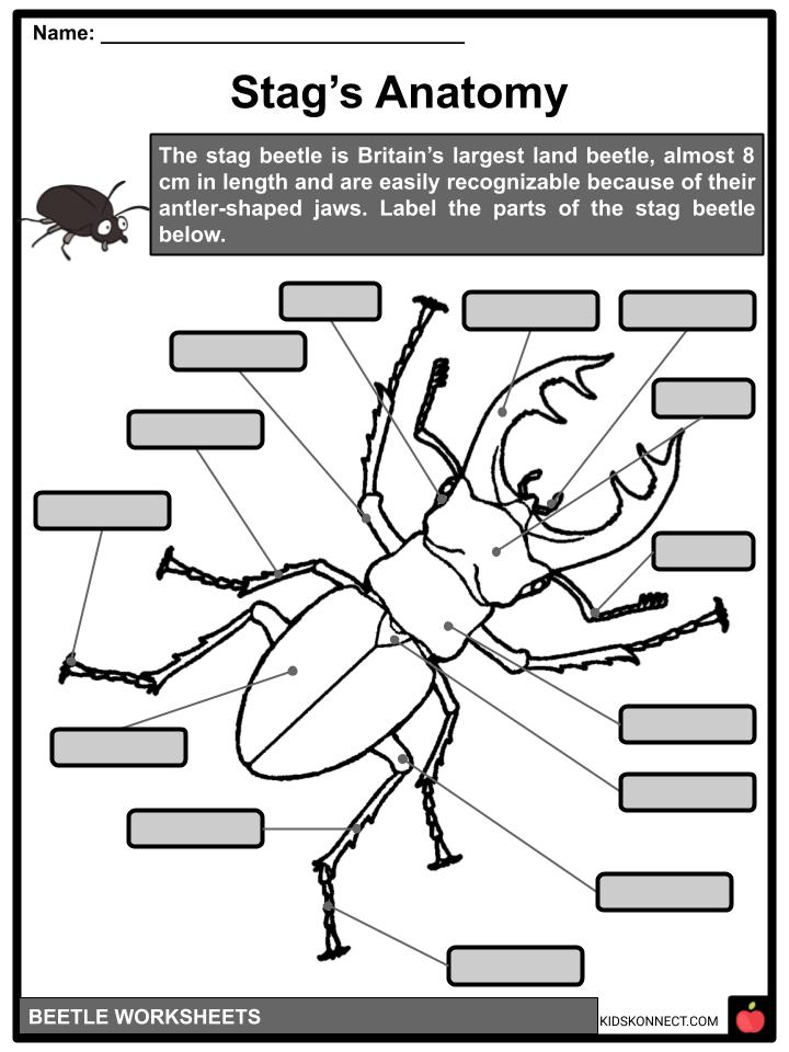 beetle-facts-worksheets-etymology-anatomy-for-kids