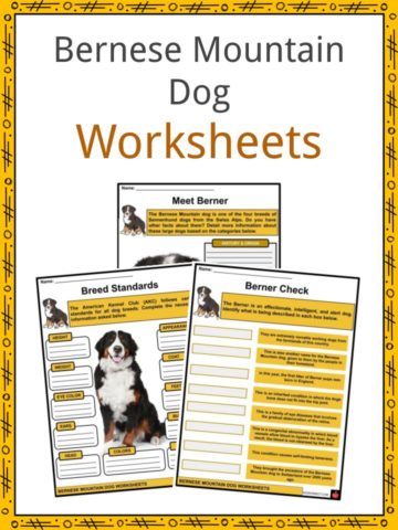 Bernese Mountain Dog Worksheets