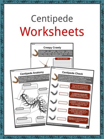 Centipede Worksheets