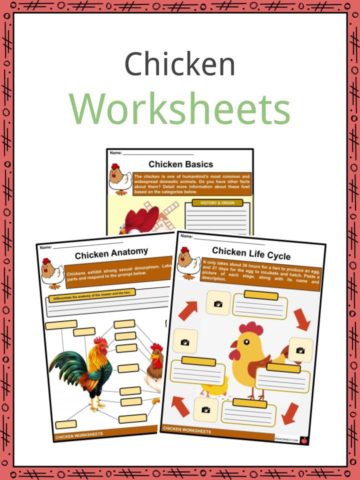 Chicken Worksheets