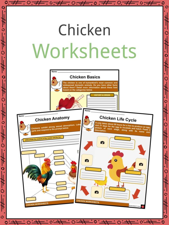chicken-facts-worksheets-terminology-for-kids