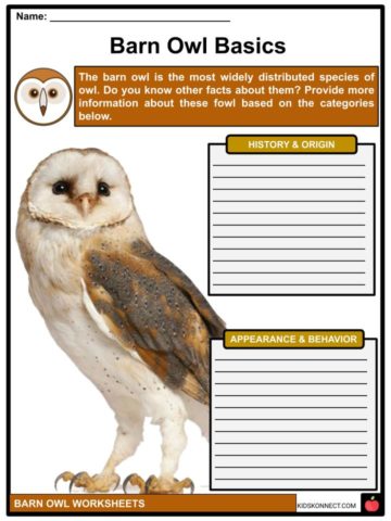 Barn Owl Facts, Worksheets, Taxonomy & Etymology For Kids