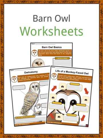 Barn Owl Worksheets