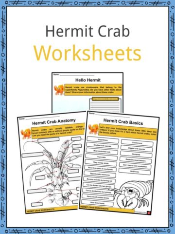 Hermit Crab Worksheets