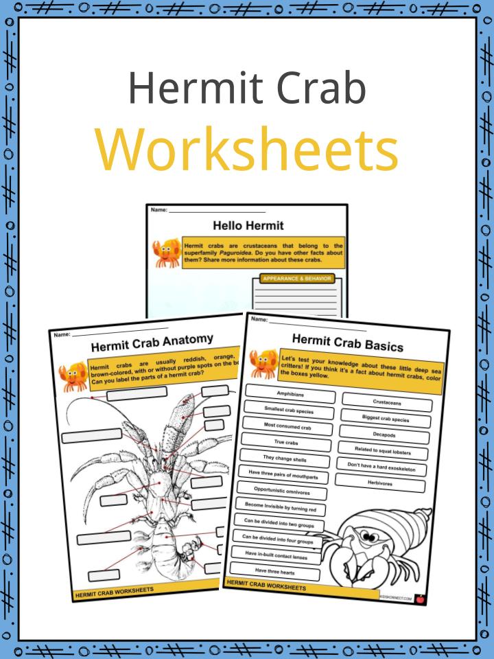 Hermit Crab Facts Worksheets Biological Description For Kids