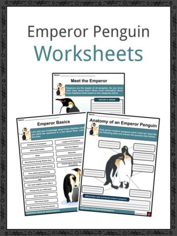 Emperor Penguin Worksheets