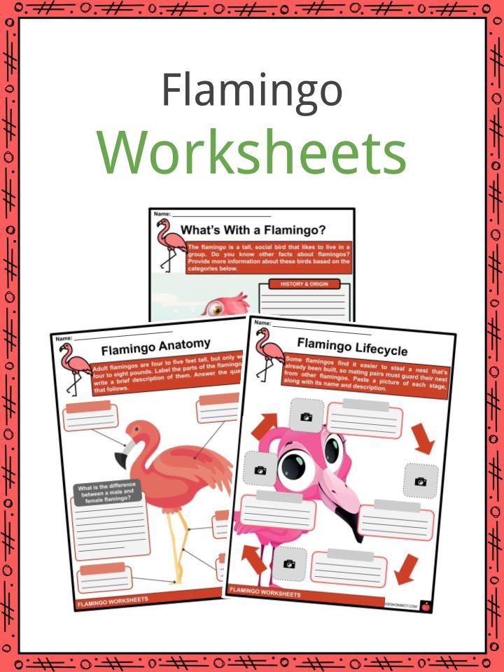 Flamingo Facts, Worksheets, Etymology & Overview For Kids