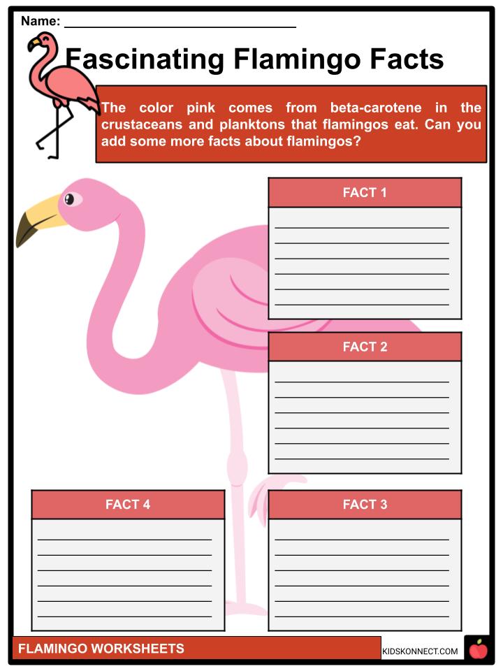 flamingo-facts-worksheets-etymology-overview-for-kids