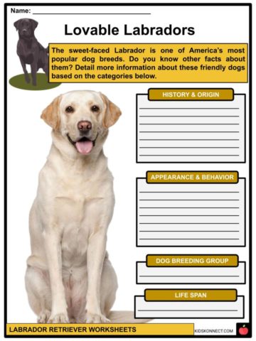 new labrador puppy checklist