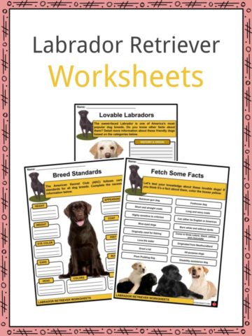 Labrador Retriever Worksheets