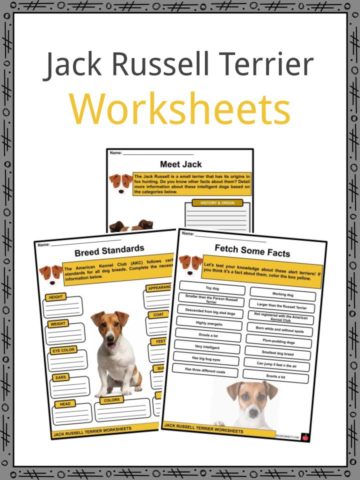 Jack Russell Terrier Worksheets